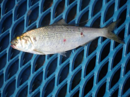 オリジナルメーカー海づり公園(市原市海づり施設) 釣果