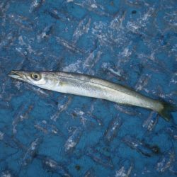 オリジナルメーカー海づり公園(市原市海づり施設) 釣果