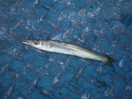 オリジナルメーカー海づり公園(市原市海づり施設) 釣果