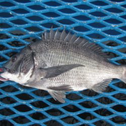 オリジナルメーカー海づり公園(市原市海づり施設) 釣果