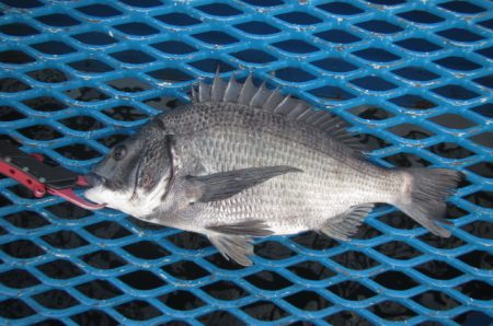 オリジナルメーカー海づり公園(市原市海づり施設) 釣果