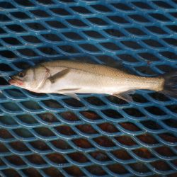 オリジナルメーカー海づり公園(市原市海づり施設) 釣果