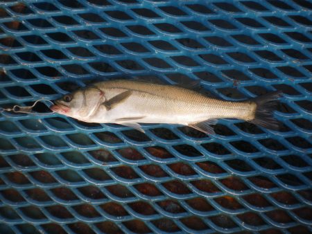 オリジナルメーカー海づり公園(市原市海づり施設) 釣果