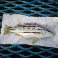 オリジナルメーカー海づり公園(市原市海づり施設) 釣果