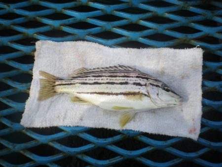 オリジナルメーカー海づり公園(市原市海づり…