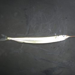 オリジナルメーカー海づり公園(市原市海づり施設) 釣果