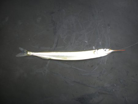 オリジナルメーカー海づり公園(市原市海づり施設) 釣果