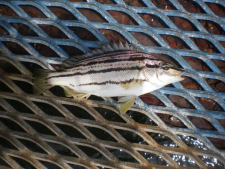 オリジナルメーカー海づり公園(市原市海づり施設) 釣果