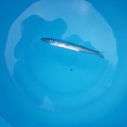 オリジナルメーカー海づり公園(市原市海づり施設) 釣果