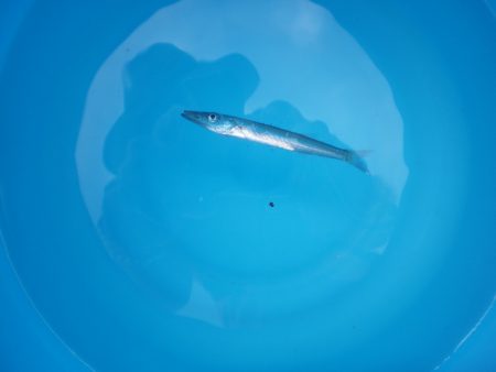 オリジナルメーカー海づり公園(市原市海づり施設) 釣果