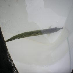 オリジナルメーカー海づり公園(市原市海づり施設) 釣果