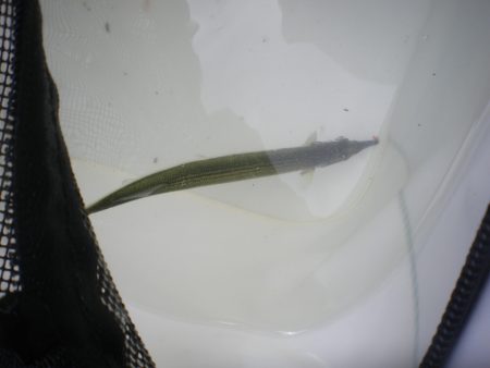 オリジナルメーカー海づり公園(市原市海づり施設) 釣果