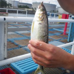 オリジナルメーカー海づり公園(市原市海づり施設) 釣果