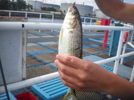 オリジナルメーカー海づり公園(市原市海づり施設) 釣果