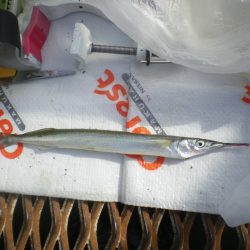 オリジナルメーカー海づり公園(市原市海づり施設) 釣果