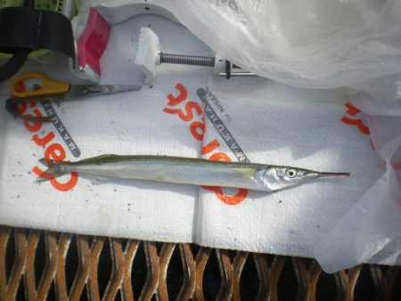 オリジナルメーカー海づり公園(市原市海づり施設) 釣果