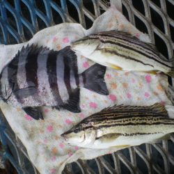 オリジナルメーカー海づり公園(市原市海づり施設) 釣果