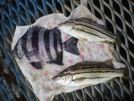 オリジナルメーカー海づり公園(市原市海づり施設) 釣果