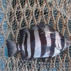 オリジナルメーカー海づり公園(市原市海づり施設) 釣果