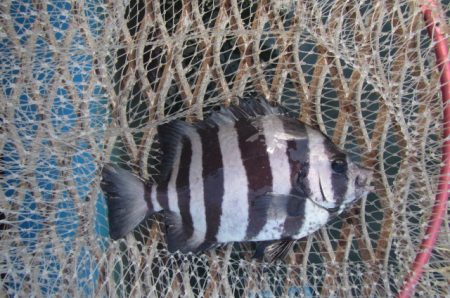 オリジナルメーカー海づり公園(市原市海づり施設) 釣果