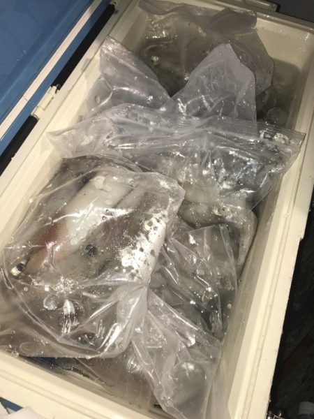 寿裕 （YOSHIHIRO） 釣果