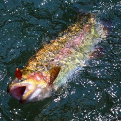 小菅トラウトガーデン 釣果