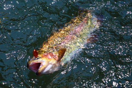 小菅トラウトガーデン 釣果