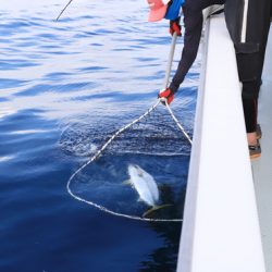 クルーズ 釣果
