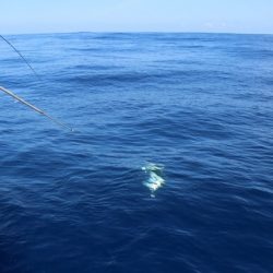 へいみつ丸 釣果