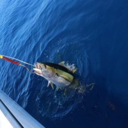 へいみつ丸 釣果