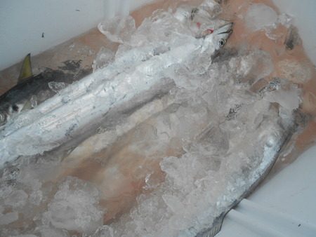 こうゆう丸 釣果