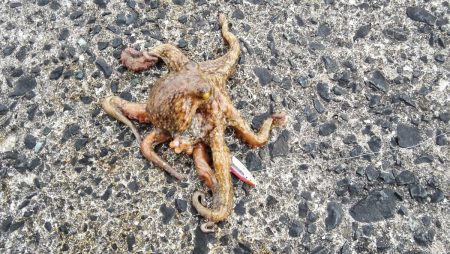 人と違った釣果を出したい方へ！　LUMICAスロージギング モニター投稿