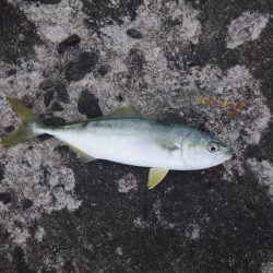 徳島県 辰巳北突堤釣行 青物・フラットフィッシュ・キス狙い！【ゲソの天ぷら氏連載 vol.1】