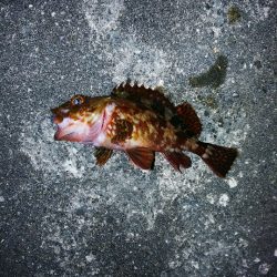 徳島県 お手軽！ワインドで突堤の根魚を狙う！【Luxray氏連載 vol.1】