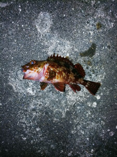 徳島県 お手軽！ワインドで突堤の根魚を狙う！【Luxray氏連載 vol.1】