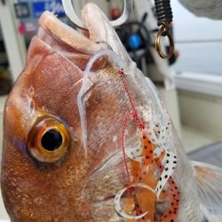 遊漁船 ニライカナイ 釣果