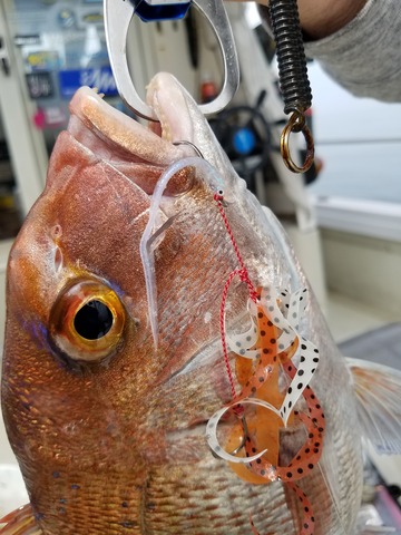 遊漁船 ニライカナイ 釣果