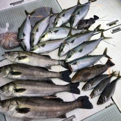 ふじしめ丸 釣果