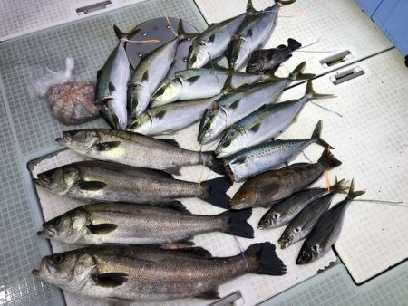 ふじしめ丸 釣果