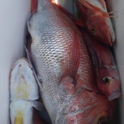 遊漁船 新鋭丸 釣果