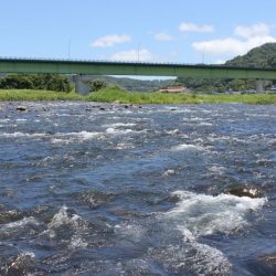 狩野川(狩野川漁業協同組合) 釣果