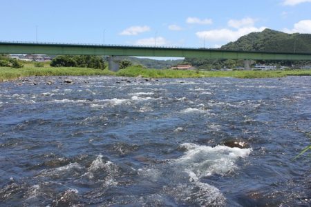 狩野川（狩野川漁業協同組合） 釣果