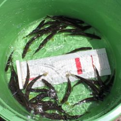 狩野川(狩野川漁業協同組合) 釣果