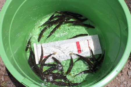 狩野川（狩野川漁業協同組合） 釣果