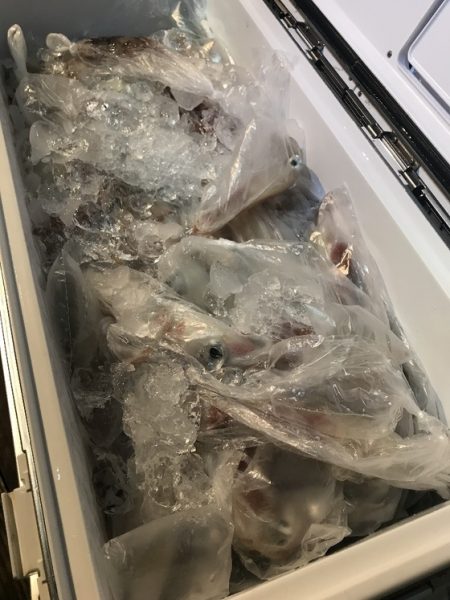 寿裕 （YOSHIHIRO） 釣果