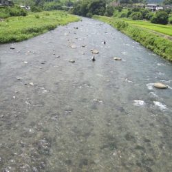 狩野川(狩野川漁業協同組合) 釣果