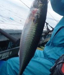 松福丸 釣果