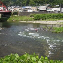 狩野川（狩野川漁業協同組合） 釣果