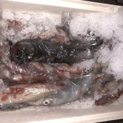 幸風（さちかぜ） 釣果