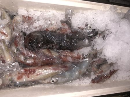 幸風（さちかぜ） 釣果